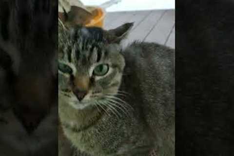 Cat sound to attract cats. realistic multiple meows/kitten - funny cats