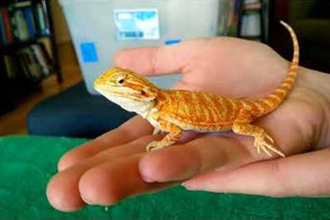 Unboxing baby bearded dragon!