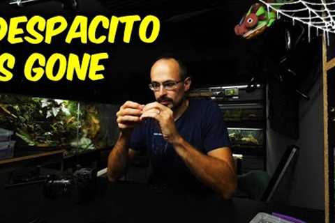 I Lost My Pet - Despacito The Bearded Dragon