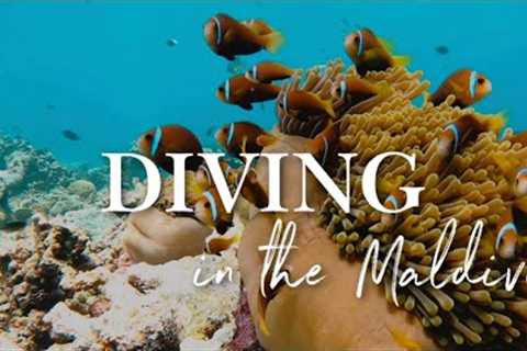 DIVING IN THE MALDIVES 🐠🐟🦈🐢 : Best spot in the world for scuba diving in 2021 (4K VIDEO)