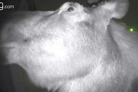 Animals Caught on Doorbell: Hilarious and Wild Encounters on Camera!