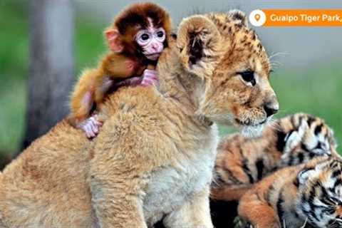 Slideshow: Unlikely animal friendships