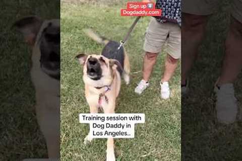 Dog Training For Reactive Dogs!