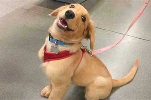 This FUNNY PUPPY Will Make Your Day 😁 Funniest Animal Videos