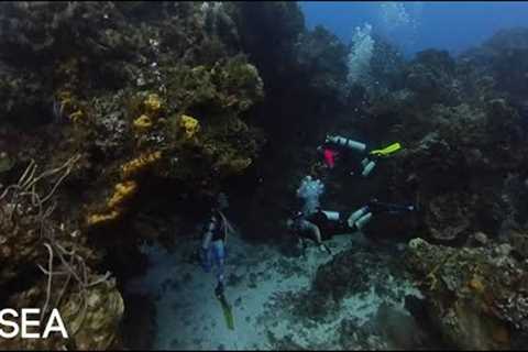 Cozumel Scuba Diving with OSEA and Lancaster Family!