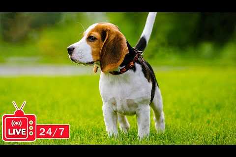 TV for Dogs 24/7: Video Endless Entertainment for Dogs to Watch Anti-Anxiety &amp; Boredom-Music..