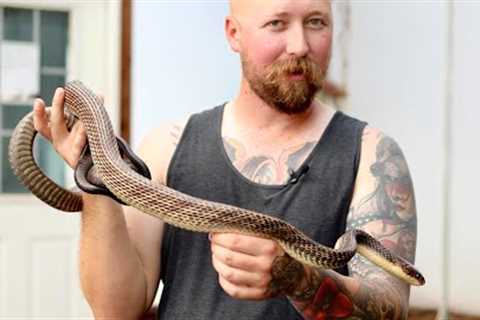 Adding Snakes To Our Bioactive Jungle Greenhouse?!