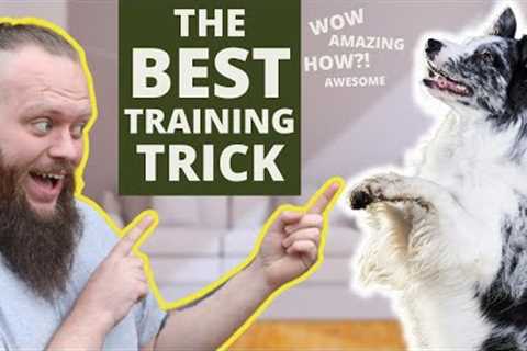 The Best Dog Training Trick You Can Teach Your Dog Right Now!