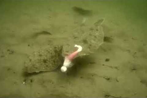 underwater camera view of summer flounder/fluke feeding frenzy