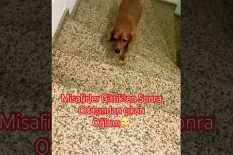 #youtubeshorts #like #cute #dog #trending #video #köpek #subscribe #shorts