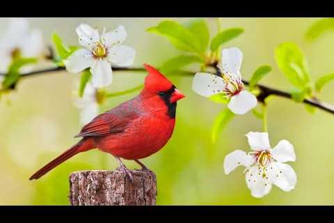 Instant Relief from Stress and Anxiety, Birds Singing in the Forest, Deep Healing Music for The Body