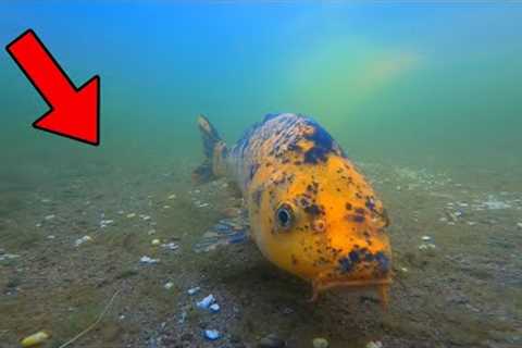 How FISH REACT To Chum UNDERWATER! (Epic Footage)