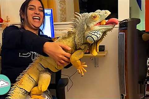 Clingy Iguana Chases Owners Around The House to Get Extra Kisses | Cuddle Buddies
