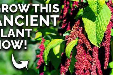 Amaranth: The Prehistoric Crop You Can Still Grow 🦕