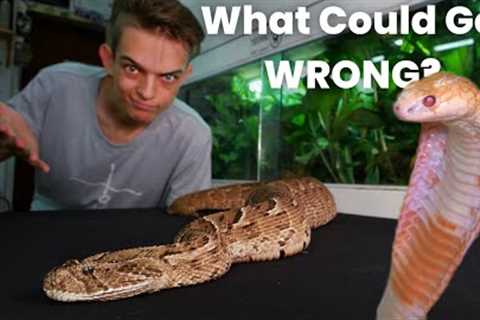 Getting Bitten And Keeping Venomous Snakes