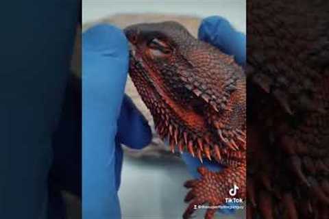I’ve had dragons scratch there eye with there back claw and cost me lots of $