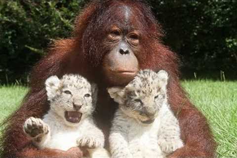 18 Animals You Won't Believe Are Best Friends