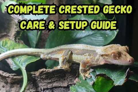 Complete Crested Gecko Care &amp; Setup Guide