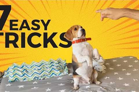 7 Cool Tricks to Teach your Beagle (with step-by-step Guide)