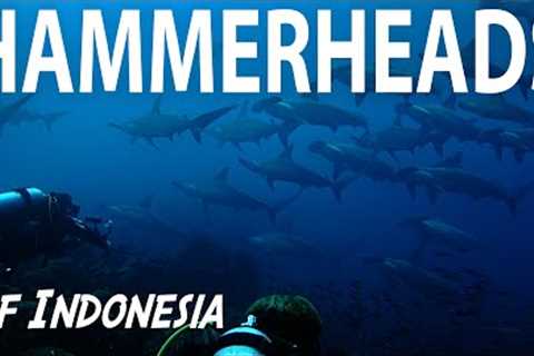 Remote Island Diving Indonesia | Searching for Hammerheads | Banda Neira |  Scuba Liveaboard