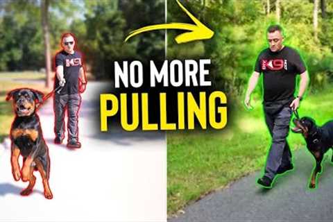 STOP Leash Pulling with ANY Dog IMMEDIATELY!