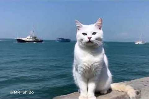 Cute cat watching the sea and ships passing by Funny cats  | MR_ShiBo