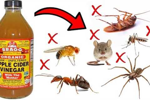 How to Get Rid of Household Pests With Apple Cider Vinegar - ANTS, COCKROACHES, SPIDERS, FLIES, Etc