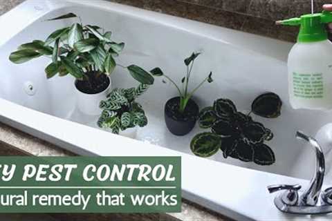 DIY Pest Control Spray: Organic pest control for plants that WORKS!