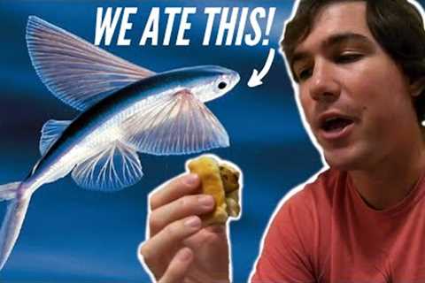 FLYING FISH speared from BOAT!!! Catch and Cook