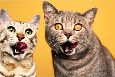 🤪Funny Dog And Cat Videos🙊😻 Best Funny Animal Videos 2024