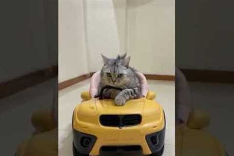 Cute cat is very happy with his new car Funny cats  | MR_ShiBo