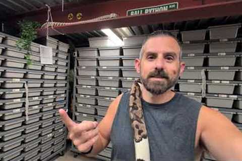 ⚡ I'm Releasing My 1st Ever Adult Lightning Pied! When Is It Time To Release Adults? TSRR 111
