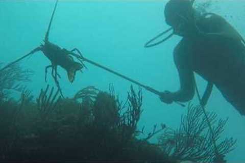 Scuba Diving Paradise - 3 Hidden Dive Sites near Palmas del Mar in Humacao, Puerto Rico