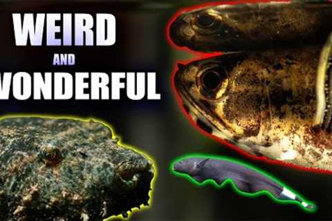 15 Insanely Cool Freshwater Oddball Fish You Need in Your Aquarium!