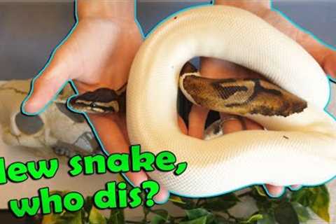 What to do When you Bring a New Snake Home!