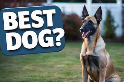 ALL ABOUT BELGIAN MALINOIS! Everything You Need To Know in 2024| Dog Training | Puppy Training