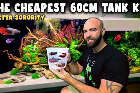 Cheapest 60cm ALL IN ONE Tank Kit | BETTA SORORITY Aquascape Tutorial