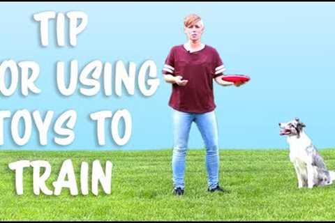Tip for Using Toys to Train Your Dog -  Dog Training