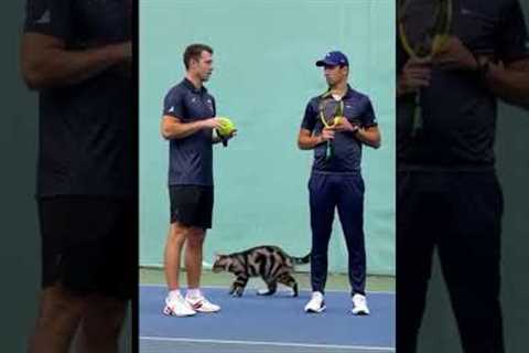 Cute cat on the field with the players, sports cat Funny cats | MR_ShiBo