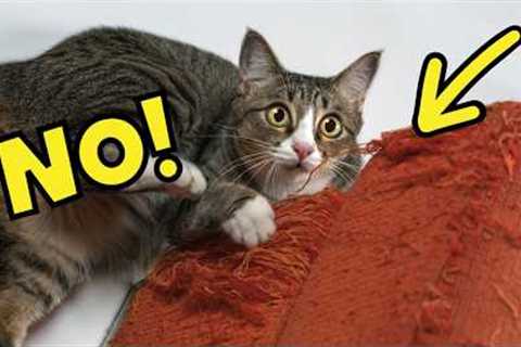 How to Tell Your Cat 'NO' in a Way They Understand