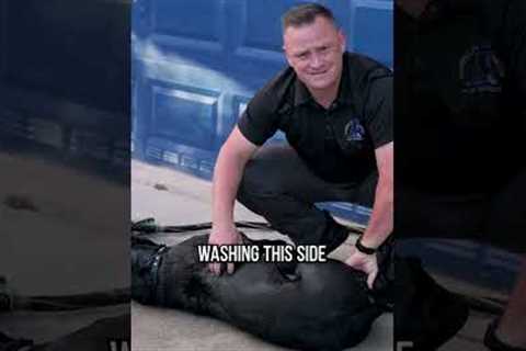 3 Pro Tips When Washing Your Dog