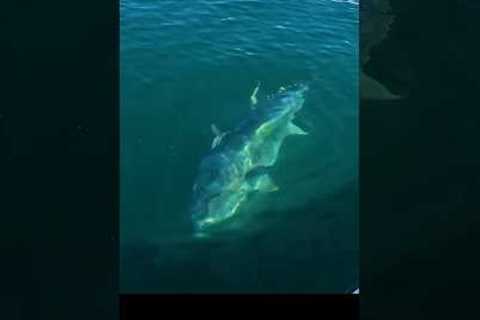 This Tuna was Enormous… #shorts #fishing