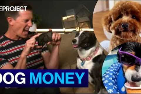The Rise Of Dogs As Social Media Influencers