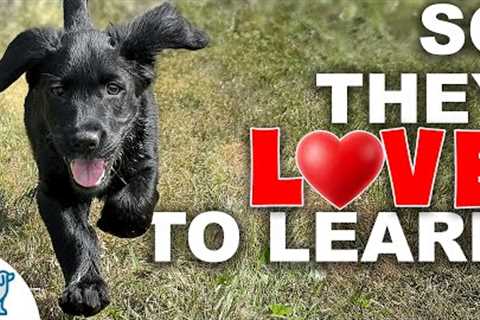 The First 4 Games You NEED To Teach Your Puppy