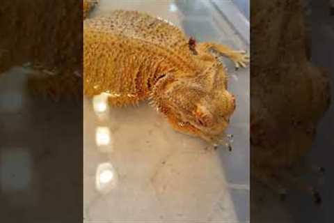 THIS CAN KILL YOUR BEARDED DRAGON AFTER A BATH! #shorts