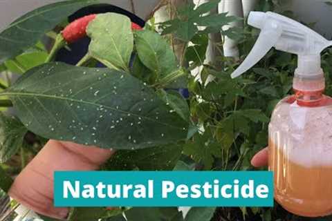 DIY PESTICIDE | HOMEMADE INSECT REPELLANT | Natural Pesticide for Plants | Effective Insecticide