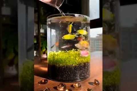 Which Fish Tank is WORSE?
