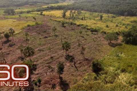Earth currently experiencing a sixth mass extinction, according to scientists | 60 Minutes