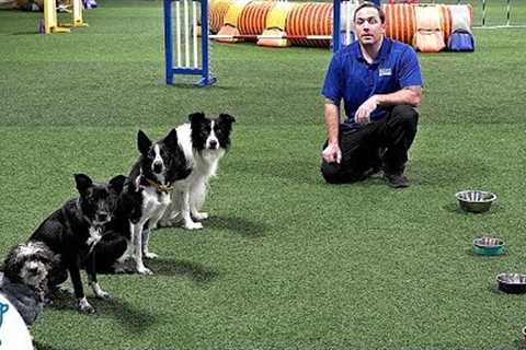 How To Train Your Dog To Wait Before Eating - Professional Dog Training Tips