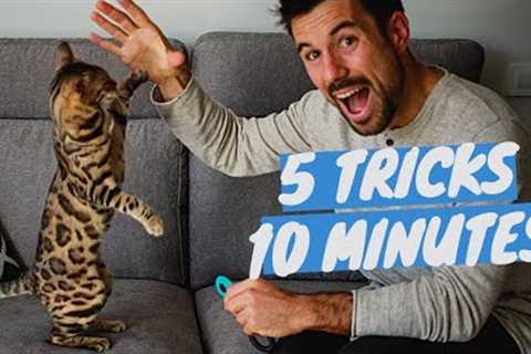 Learn 5 CAT TRICKS in 10 minutes - Easy &amp; Cool Clicker Training Tricks